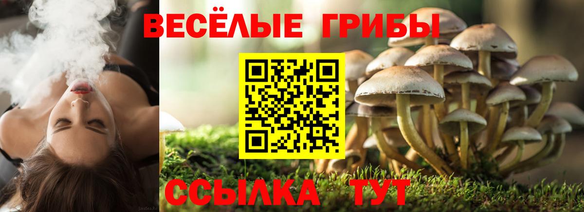 Галлюциногенные грибы Psilocybe  Вход с VPN  Королёв  Псилоцибиновые грибы GOLDEN TEACHER 